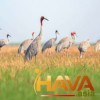 Phương án tối ưu và hiệu quả nhất cho từng vị thế doanh nghiệp