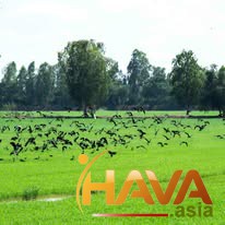 Tư vấn Luật về Khung Tiêu chuẩn Xanh