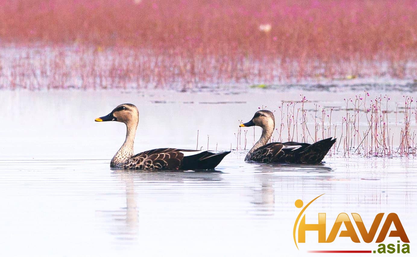 Coaching Lãnh đạo thế hệ mới