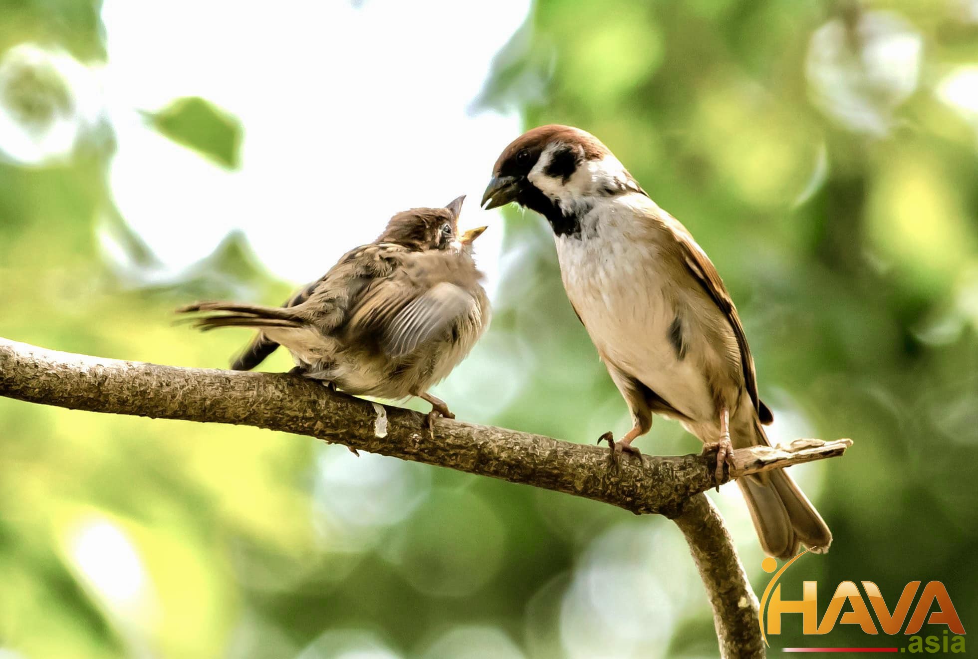 Tâm Lý Học Lãnh Đạo: Vì Sao EQ (Trí Tuệ Cảm Xúc) Quan Trọng Hơn IQ Trong Kỷ Nguyên Đa Thế Hệ? 💖