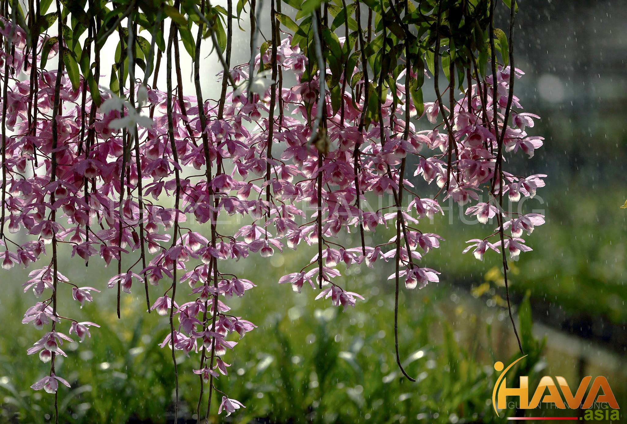 "Tòa nhà Xanh" (Green Building)
