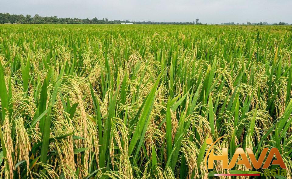 Vị thế cạnh tranh của thủ phủ công nghiệp