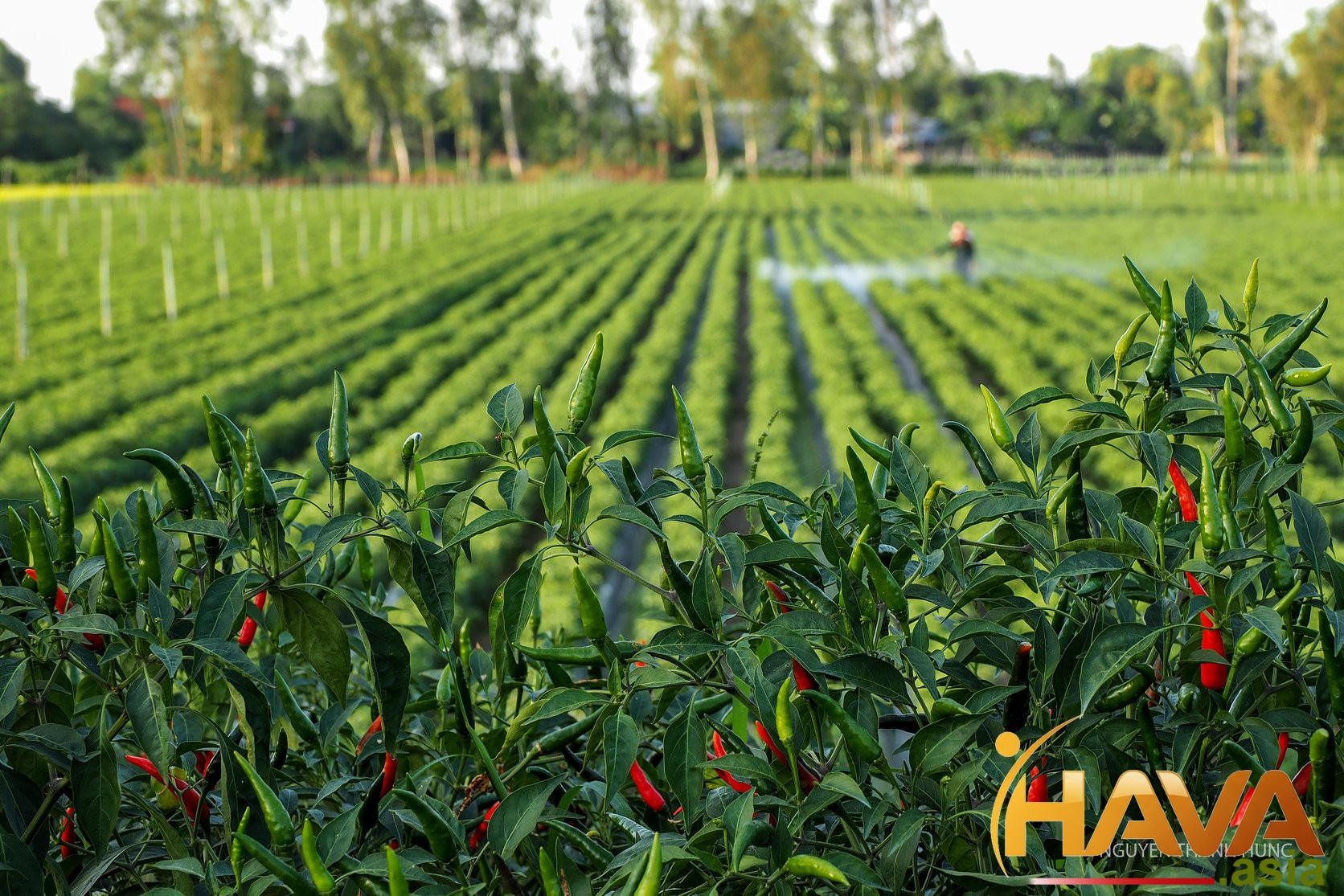 Hava Asia – Đồng hành cùng các Thương vụ M&A Thượng tầng