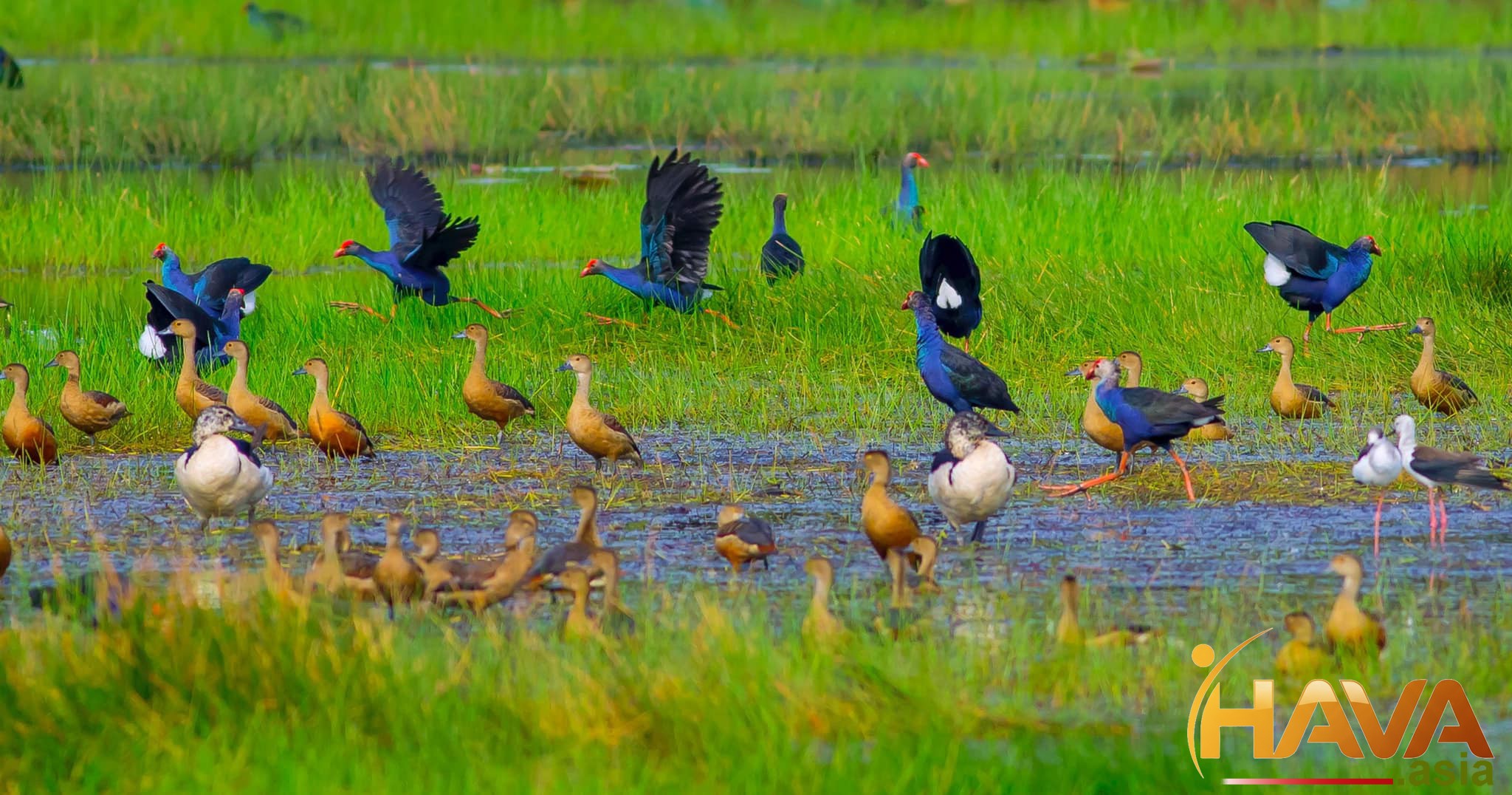 Giải pháp Coaching Lãnh đạo & Job Design