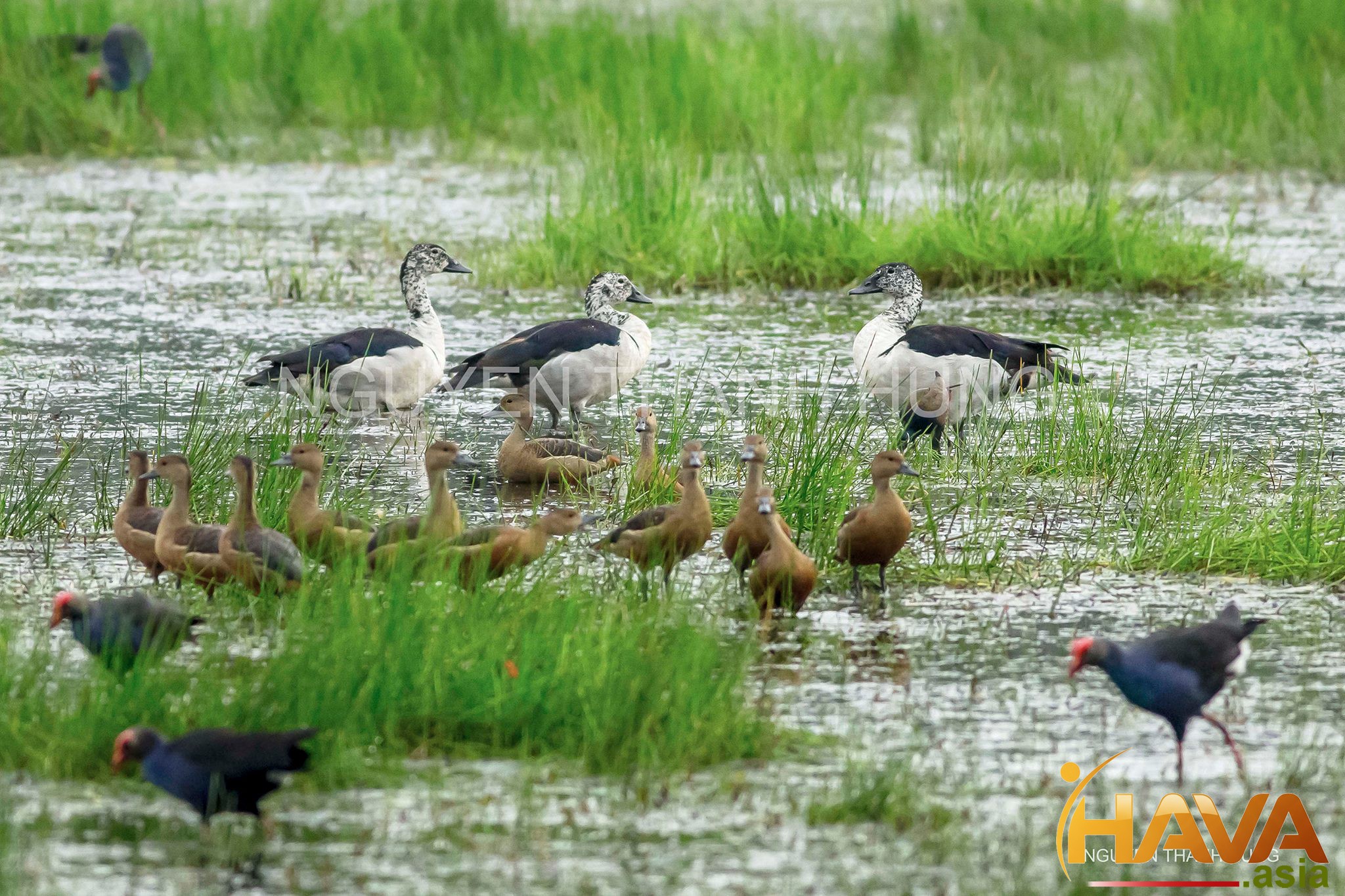 Nhà đầu tư chuyên nghiệp sở hữu tư duy chủ sở hữu (Owner's Mindset).