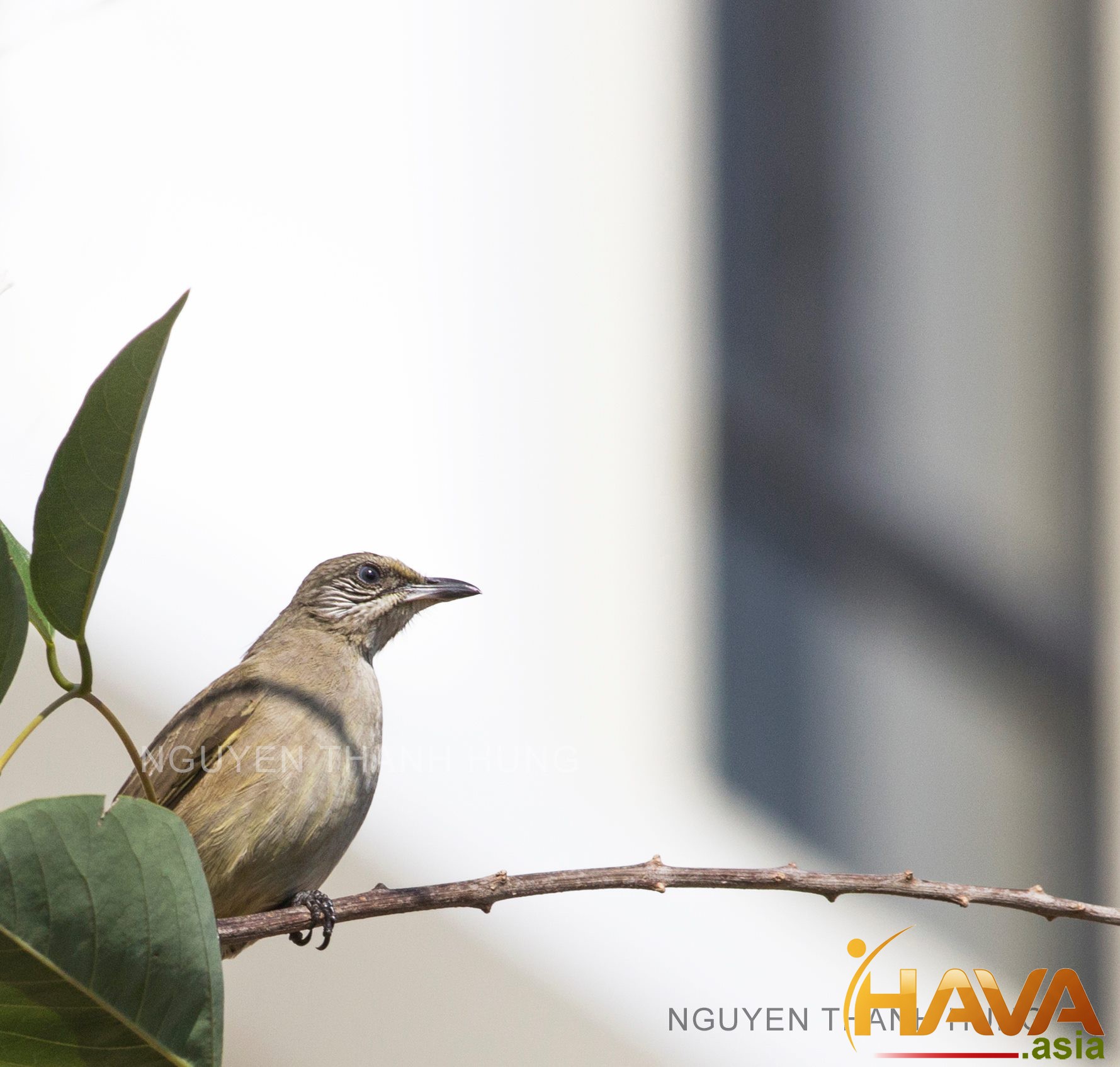 Nghệ thuật "Chơi cờ" với người khổng lồ