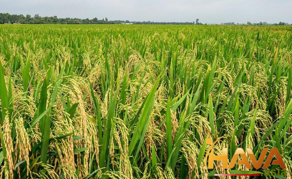 Phương án tối ưu cho từng trường hợp thực chiến